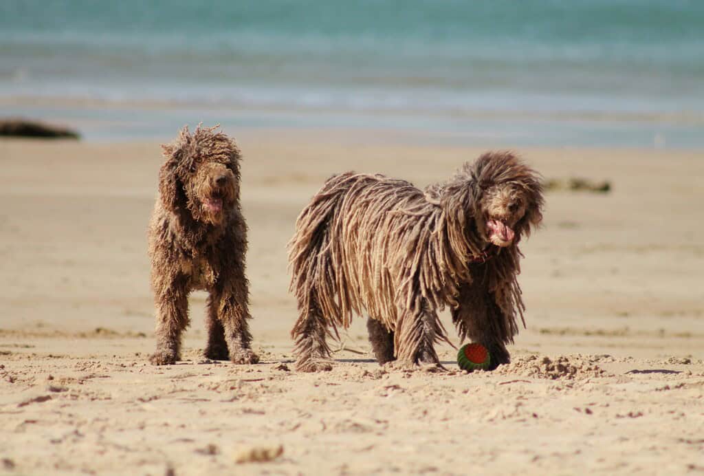 Playas para perros alicante